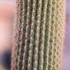 Thrixanthocereus_jelenkyanus